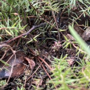 Acrotriche serrulata at Kowen, ACT - 23 Aug 2023