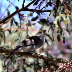 Colluricincla harmonica (Grey Shrikethrush) at Googong, NSW - 26 Mar 2016 by Wandiyali