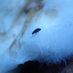 Hypogastrura sp. (genus) at Majura, ACT - 22 Aug 2023