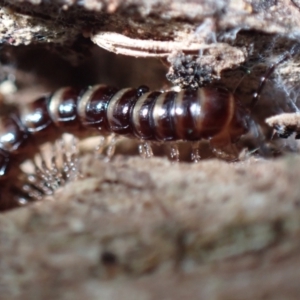 Paradoxosomatidae sp. (family) at Majura, ACT - 13 Aug 2023