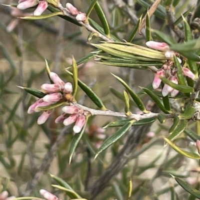 Lissanthe strigosa subsp. subulata (Peach Heath) at Kowen, ACT - 23 Aug 2023 by JaneR