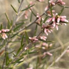 Lissanthe strigosa subsp. subulata at Kowen, ACT - 23 Aug 2023