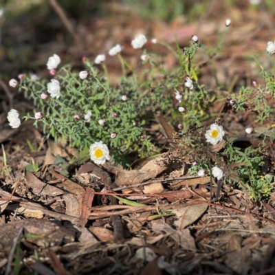 Rhodanthe anthemoides (Chamomile Sunray) at Higgins, ACT - 24 Aug 2023 by Untidy