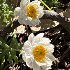 Rhodanthe anthemoides at Higgins, ACT - 24 Aug 2023