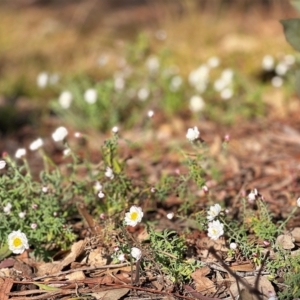 Rhodanthe anthemoides at Higgins, ACT - 24 Aug 2023 03:03 PM