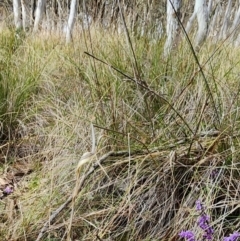 Hovea heterophylla at Gundaroo, NSW - 23 Aug 2023