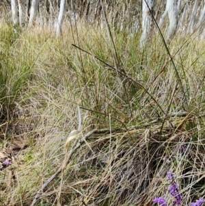 Hovea heterophylla at Gundaroo, NSW - 23 Aug 2023