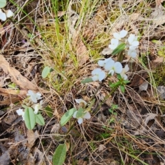 Hovea heterophylla at Gundaroo, NSW - 23 Aug 2023