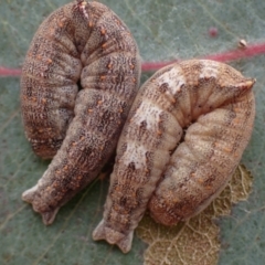 Mnesampela comarcha (Dry-leaf Gum Moth) at Mount Majura - 23 Aug 2023 by Evie