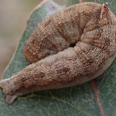 Mnesampela comarcha at Majura, ACT - 23 Aug 2023 05:46 PM