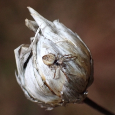 Unidentified Orb-weaving spider (several families) at Watson, ACT - 13 Aug 2023 by Evie