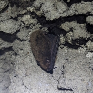 Myotis macropus at Lynam, QLD - 19 Aug 2023 01:37 PM