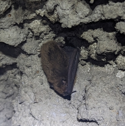 Myotis macropus (Southern Myotis) at Lynam, QLD - 19 Aug 2023 by RobynHall