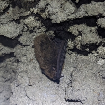 Unidentified Microbat at Lynam, QLD - 19 Aug 2023 by RobynHall