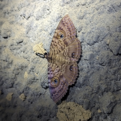 Unidentified Moth (Lepidoptera) at Lynam, QLD - 19 Aug 2023 by RobynHall