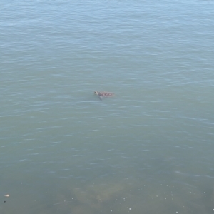 Unidentified at suppressed - 20 Aug 2023