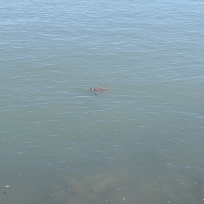 Chelonia mydas at Townsville City, QLD - 20 Aug 2023 by RobynHall