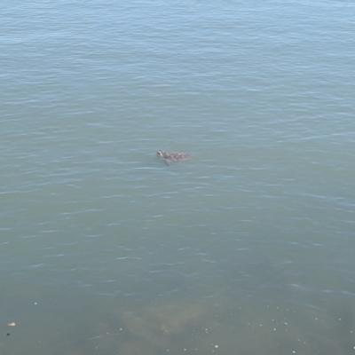 Unidentified Turtle at Townsville City, QLD - 19 Aug 2023 by RobynHall