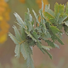 Acacia baileyana (Cootamundra Wattle, Golden Mimosa) at Bruce, ACT - 21 Aug 2023 by ConBoekel