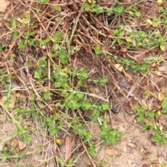 Lysimachia arvensis (Scarlet Pimpernel) at Bruce Ridge to Gossan Hill - 21 Aug 2023 by ConBoekel