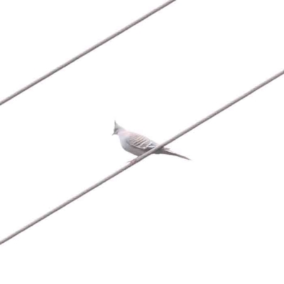 Ocyphaps lophotes (Crested Pigeon) at Bruce, ACT - 21 Aug 2023 by ConBoekel