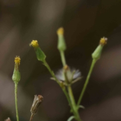 Senecio (genus) (A Fireweed) at Bruce, ACT - 21 Aug 2023 by ConBoekel