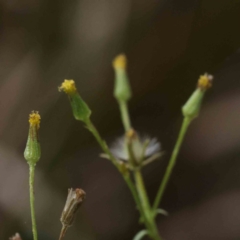 Senecio sp. (A Fireweed) at Bruce Ridge - 21 Aug 2023 by ConBoekel