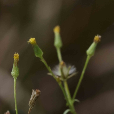 Senecio sp. (A Fireweed) at Bruce Ridge to Gossan Hill - 21 Aug 2023 by ConBoekel