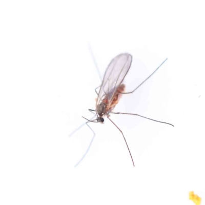 Chironomidae (family) (Non-biting Midge) at Bruce Ridge - 21 Aug 2023 by ConBoekel