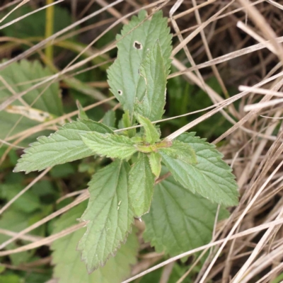 Verbena incompta (Purpletop) at Bruce Ridge to Gossan Hill - 21 Aug 2023 by ConBoekel