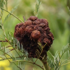 Uromycladium (genus) (A gall forming rust fungus) at Bruce, ACT - 21 Aug 2023 by ConBoekel