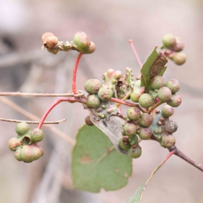 Eucalyptus insect gall at Bruce Ridge to Gossan Hill - 21 Aug 2023 by ConBoekel