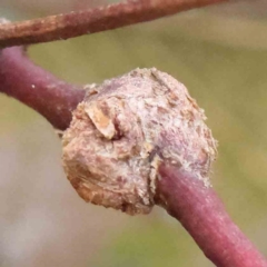 Unidentified Insect at Bruce, ACT - 21 Aug 2023 by ConBoekel