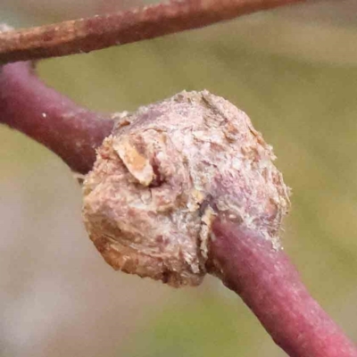 Unverified Insect at Bruce, ACT - 21 Aug 2023 by ConBoekel