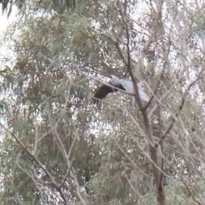 Callocephalon fimbriatum (Gang-gang Cockatoo) at Bruce Ridge - 21 Aug 2023 by ConBoekel