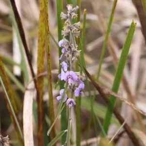 Hovea heterophylla at Bruce, ACT - 21 Aug 2023 11:03 AM