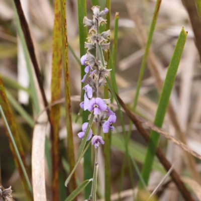 Hovea heterophylla (Common Hovea) at Bruce, ACT - 21 Aug 2023 by ConBoekel