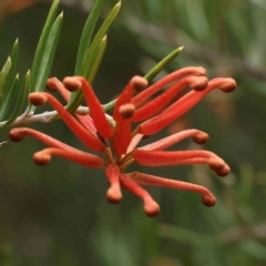 Grevillea (genus) (Grevillea) at Aranda, ACT - 21 Aug 2023 by ConBoekel