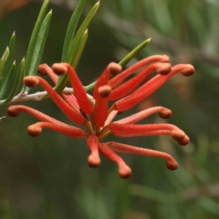 Grevillea sp. (Grevillea) at Aranda, ACT - 21 Aug 2023 by ConBoekel