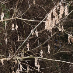 Fraxinus sp. (An Ash) at Bruce Ridge to Gossan Hill - 21 Aug 2023 by ConBoekel