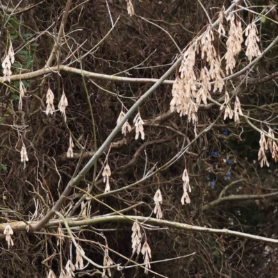 Fraxinus sp. (An Ash) at Bruce, ACT - 21 Aug 2023 by ConBoekel