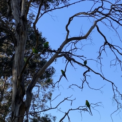 Polytelis swainsonii (Superb Parrot) at Wanniassa Hills Open Space - 24 Aug 2023 by jks