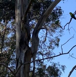 Polytelis swainsonii at Wanniassa, ACT - 24 Aug 2023