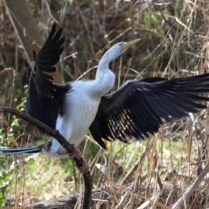 Anhinga novaehollandiae at Tuggeranong, ACT - 24 Aug 2023 01:41 PM