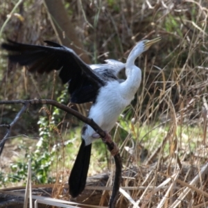 Anhinga novaehollandiae at Tuggeranong, ACT - 24 Aug 2023 01:41 PM