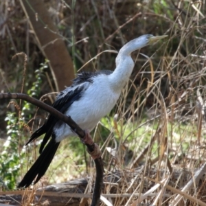 Anhinga novaehollandiae at Tuggeranong, ACT - 24 Aug 2023 01:41 PM