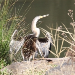 Anhinga novaehollandiae at Tuggeranong, ACT - 24 Aug 2023