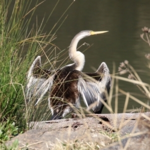 Anhinga novaehollandiae at Tuggeranong, ACT - 24 Aug 2023