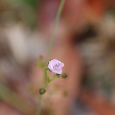 Drosera auriculata (Tall Sundew) at Broulee Moruya Nature Observation Area - 24 Aug 2023 by LisaH