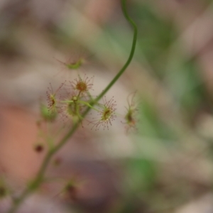 Drosera auriculata at Moruya, NSW - 24 Aug 2023